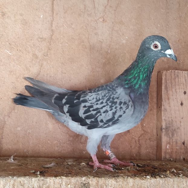 Femela 20-183 - Porumbei vanduti