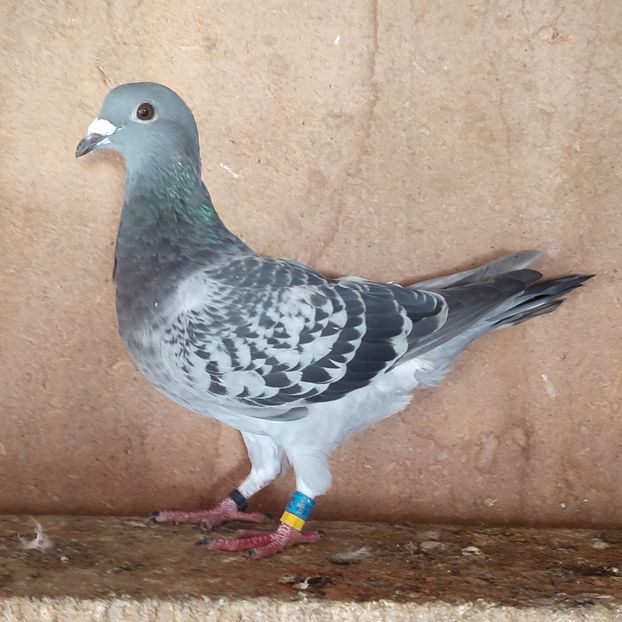 Mascul 21-686 - Stropit