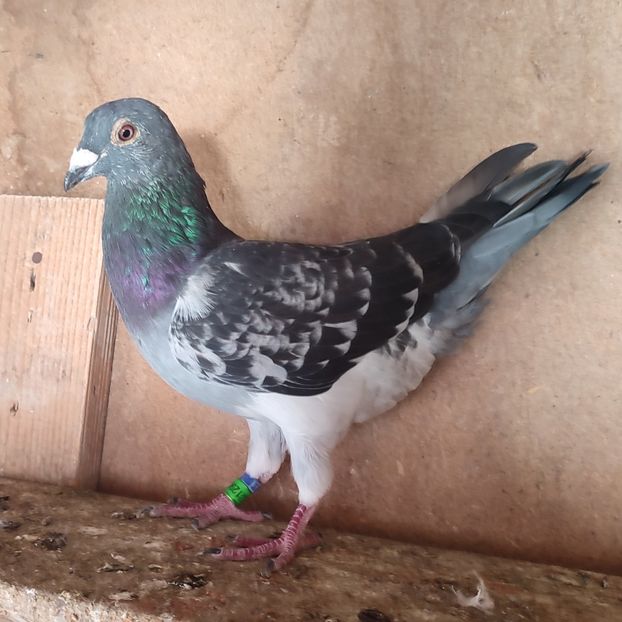 Mascul 23-337 - Stropit