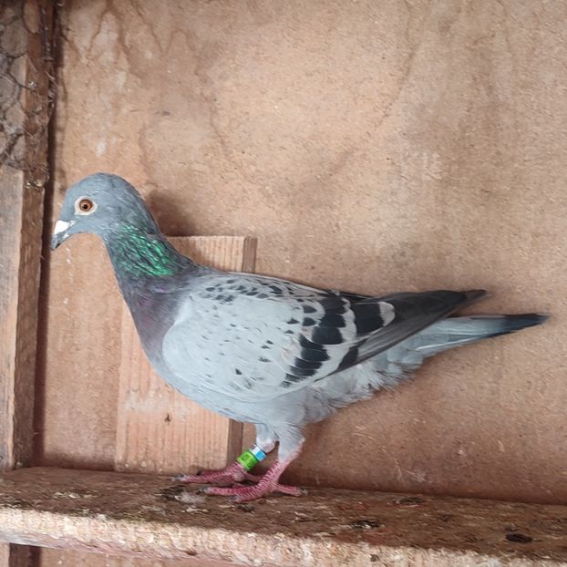 Femela 23-800 - Stropit Rar