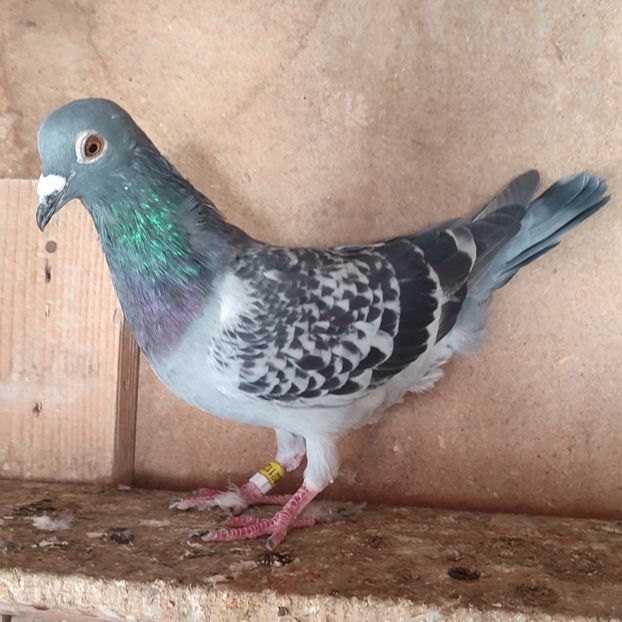 Femela 24-605 - Porumbei vanduti