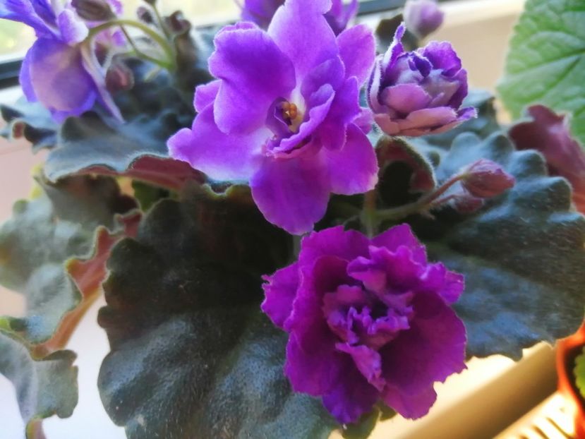  - Nk Francuzskij Bulvar