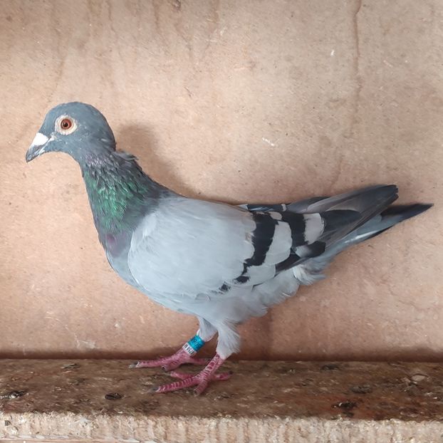 Mascul 21-880 - Porumbei vanduti