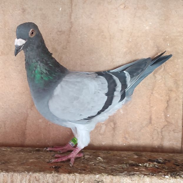 Mascul 23-824 - Vanat