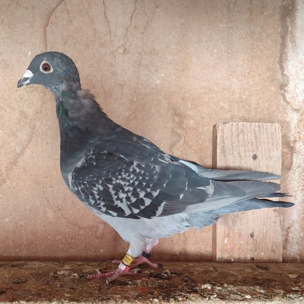 Mascul 24-684 - Stropit