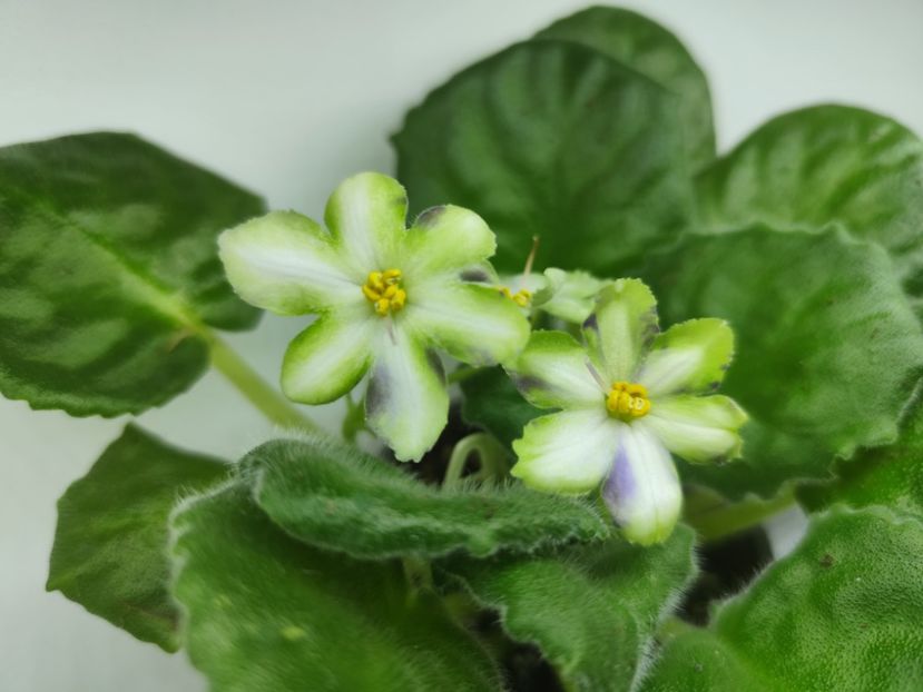 23 septembrie 2024 - Dn Lacricinaya Carameli