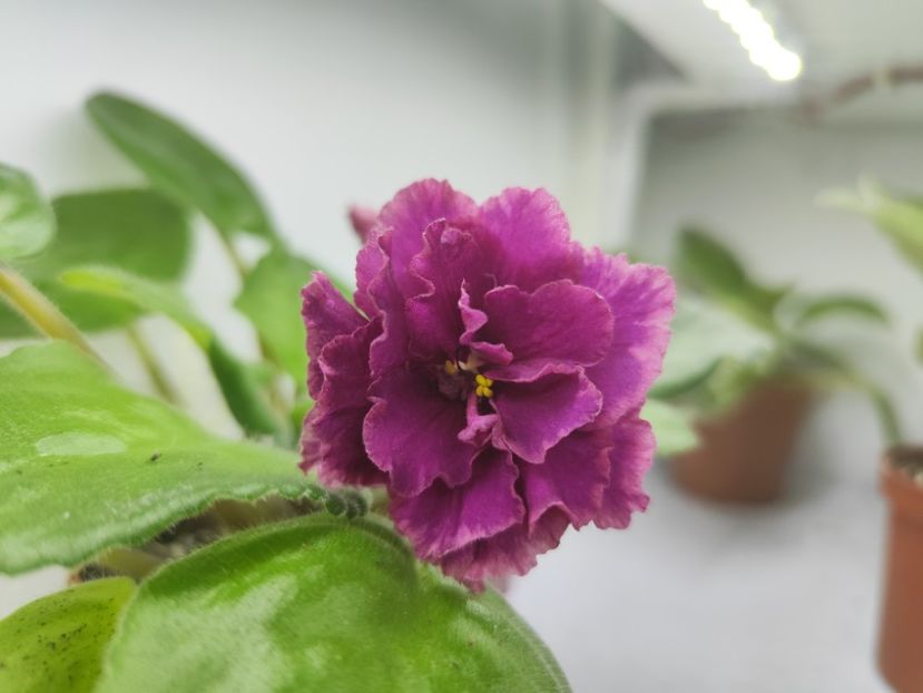 23 septembrie 2024 - KZ Medovii Mesiaz