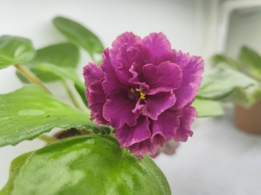 23 septembrie 2024 - KZ Medovii Mesiaz