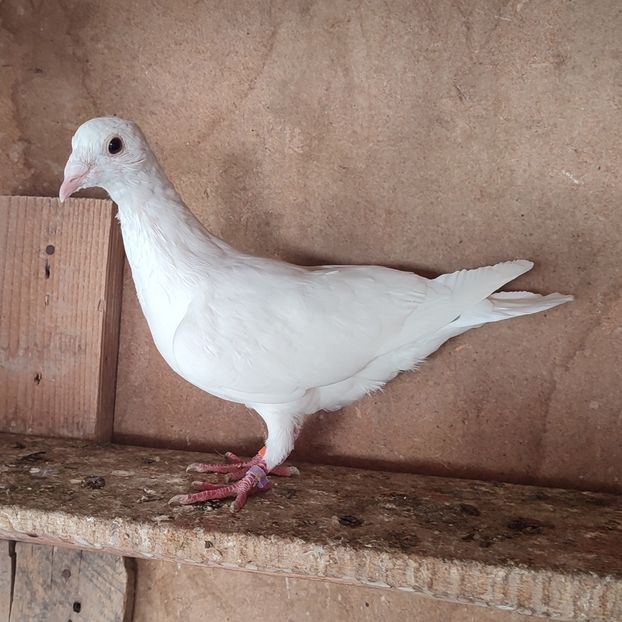 Mascul 23-388 - Porumbei vanduti