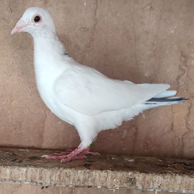 Pui 23-213 - Porumbei vanduti