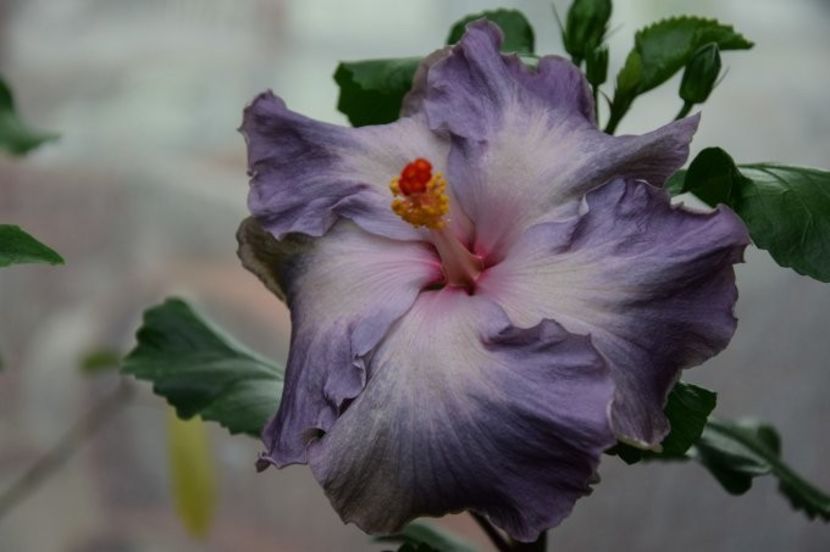 RK ARCTIC SUNSET poza preluata - RK Arctic Sunset