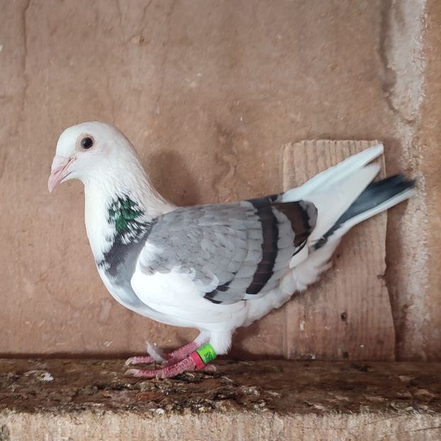 Femela 23-598 - Porumbei vanduti