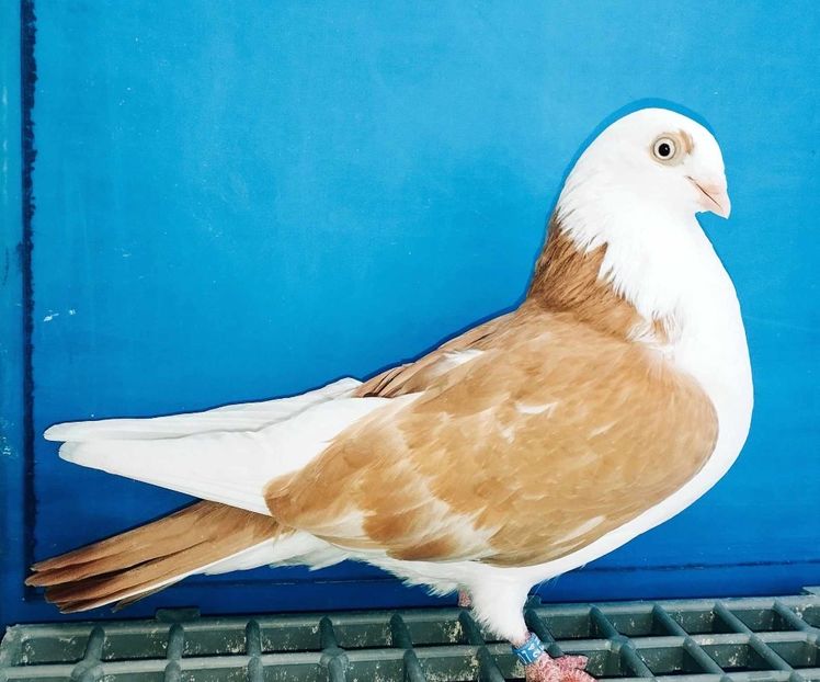 13337  Femelă  2024 - Jucători de Galați