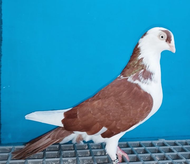 22063  (22)  Femelă  2023 - Jucători de Galați