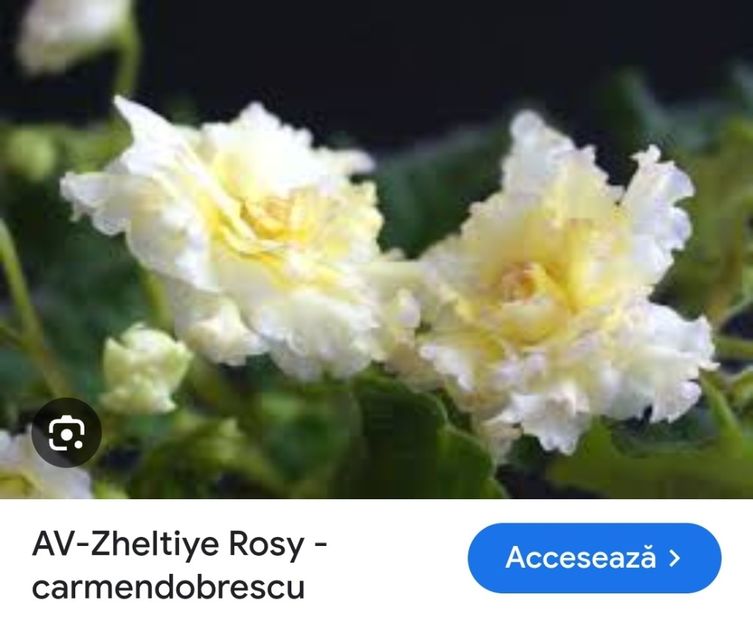 Foto crescator - Violeta AV-Zheltiye Rosy