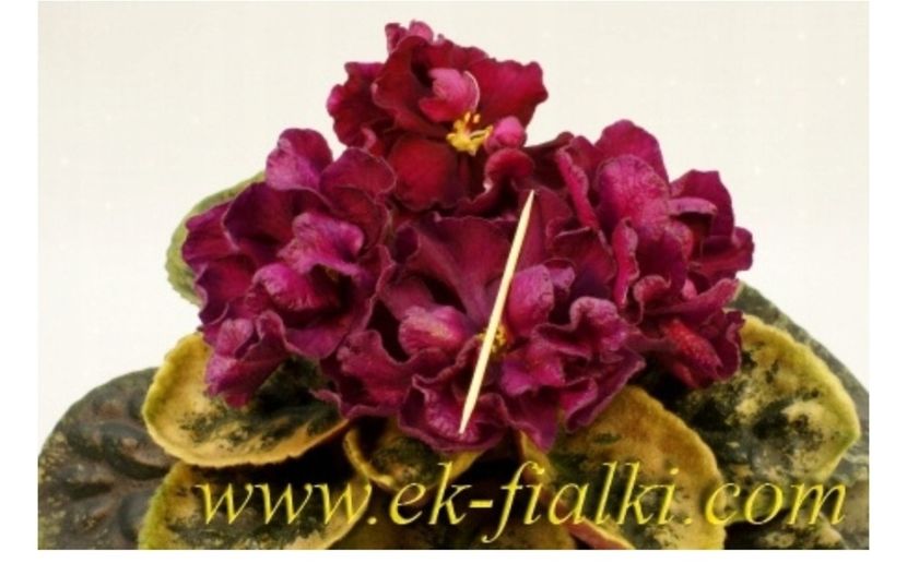  - Violeta EK-Chernaya Magnolia