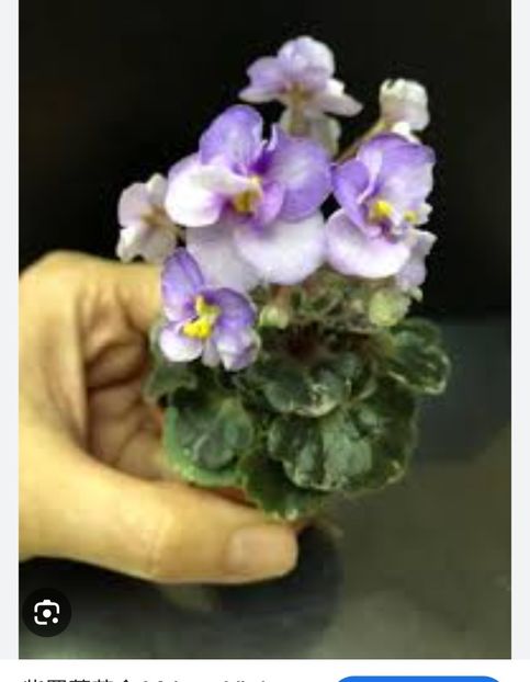 Foto net - Violeta Heavenly Girl