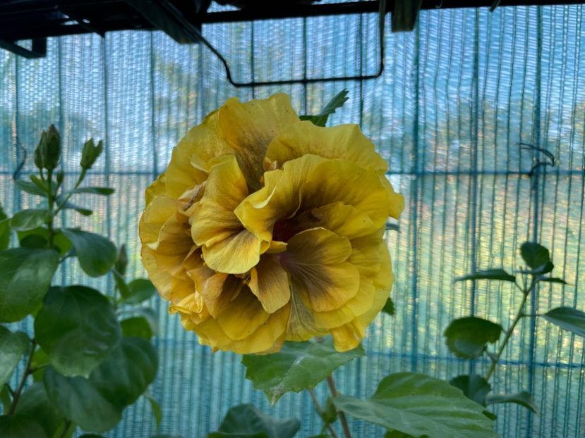  - Chi s garden Forest Rhapsody