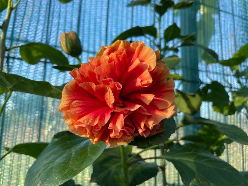  - HD Baloon of Happiness