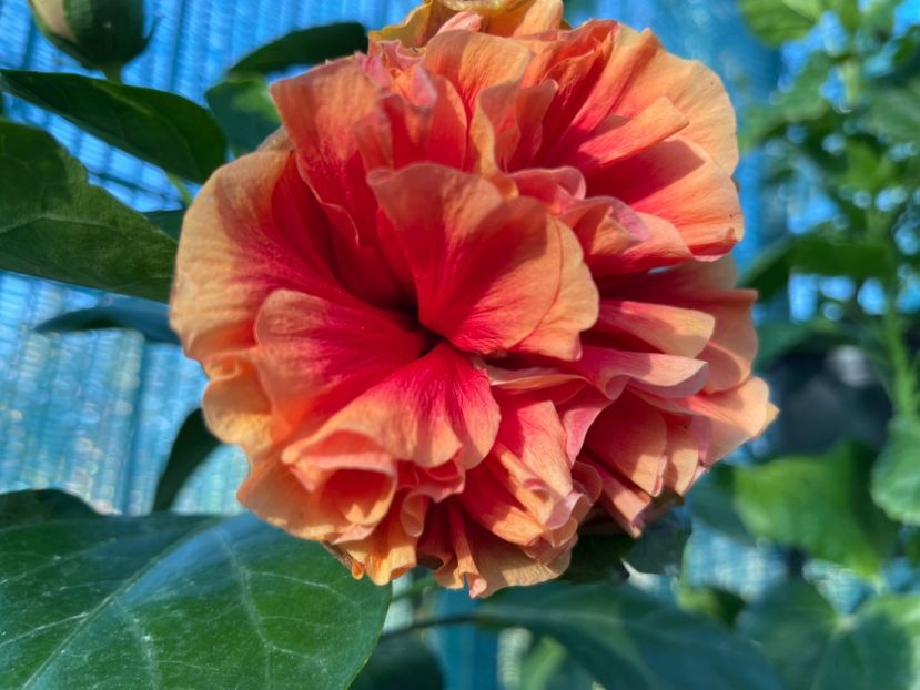  - HD Baloon of Happiness