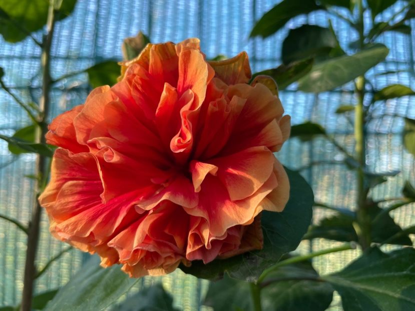  - HD Baloon of Happiness