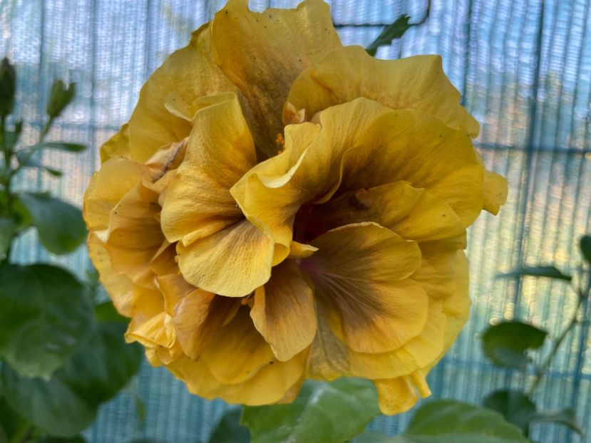  - 001 - Hibiscusi 2024 - 2