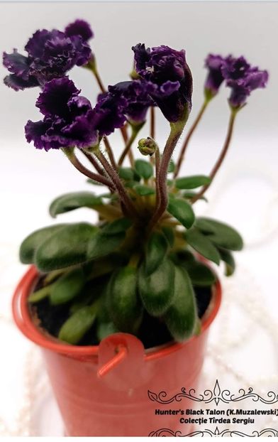  - Violeta Hunter s black talon