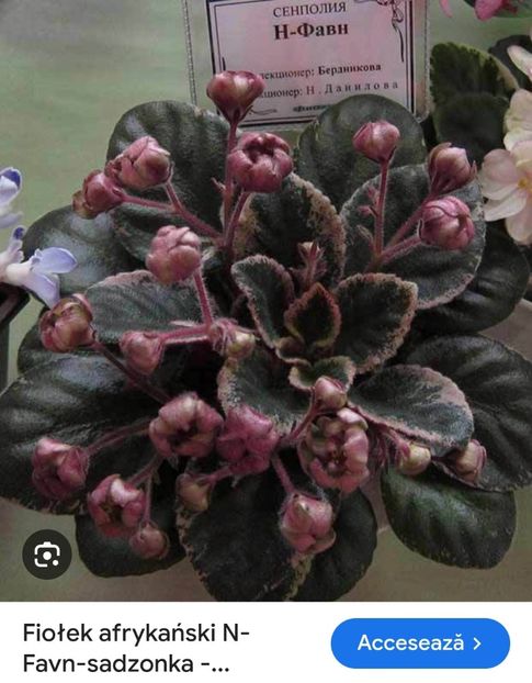 Foto net - Violeta N-favn