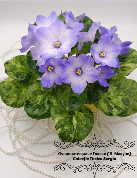  - Violeta Ocharovatel nyye Glazki