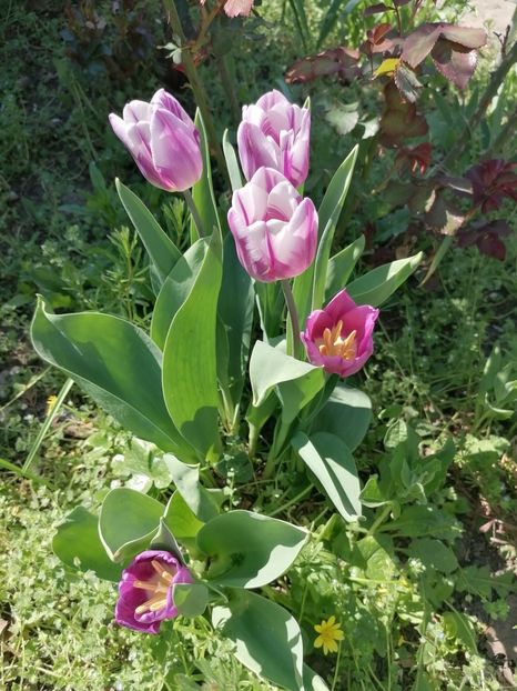  - Gradina 2024