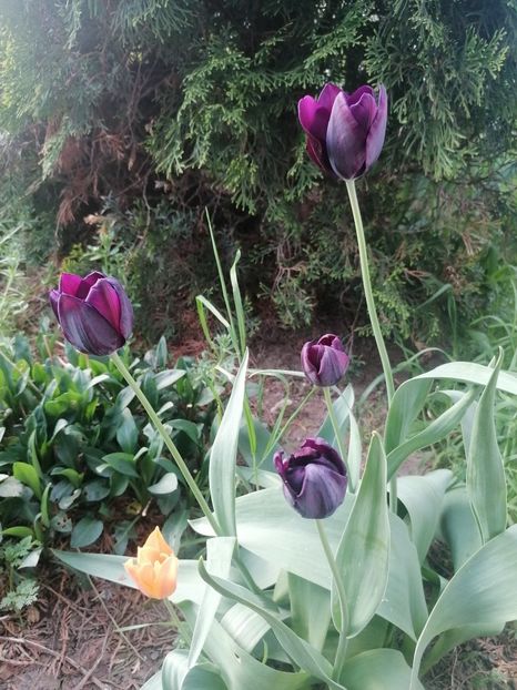  - Gradina 2024