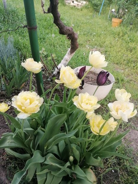  - Gradina 2024
