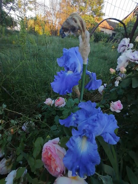  - Gradina 2024