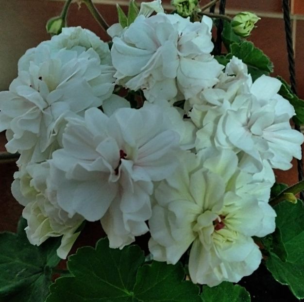 TA-Eder - Flori 2024