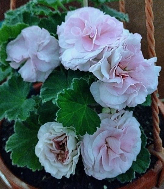 Anastasia - Flori 2024