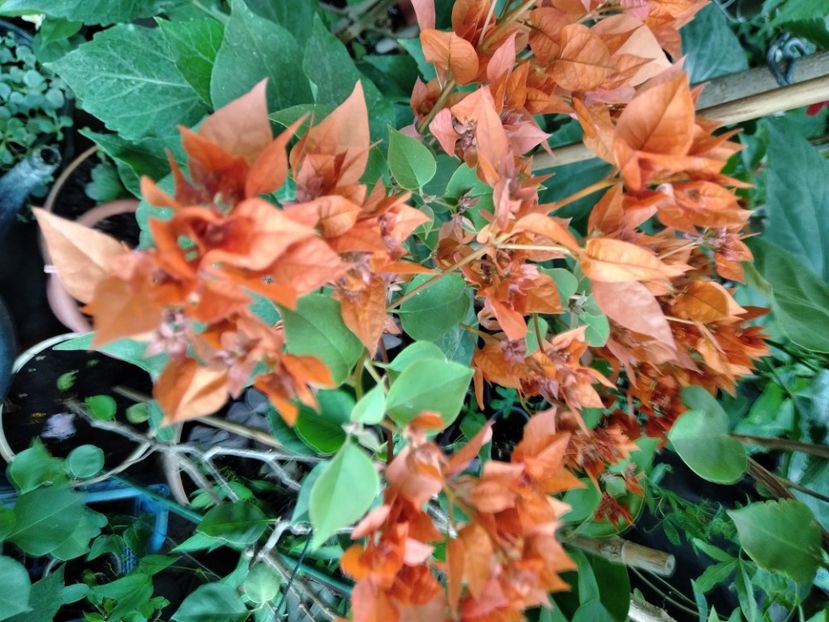 Mahara Orange - Flori 2024