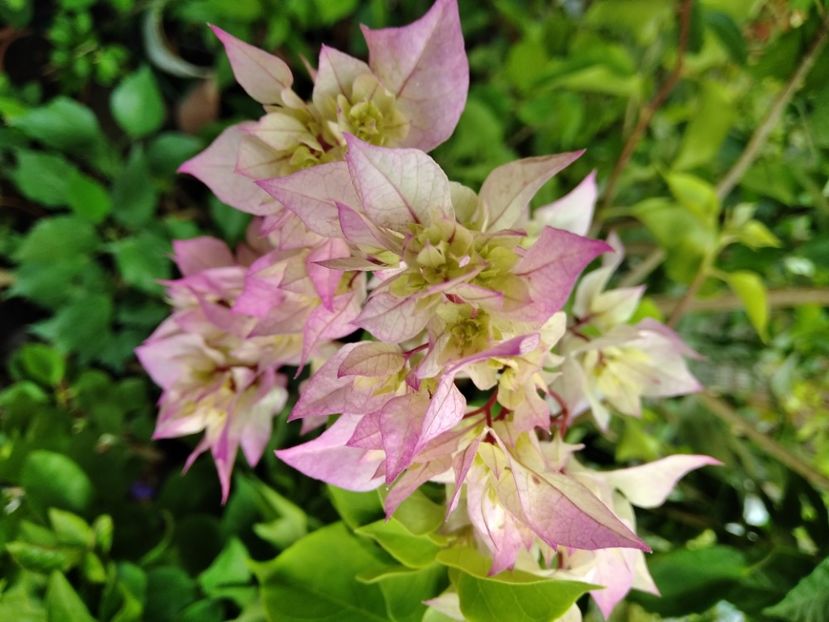 Limberlost Beauty - Flori 2024