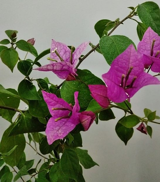 Violet September - Flori 2024