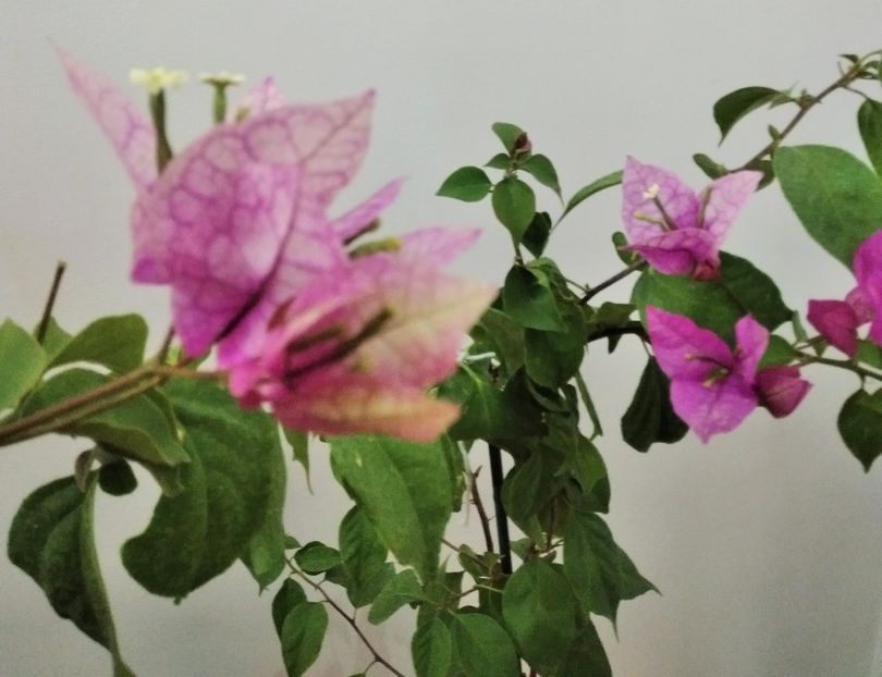 Wajid Ali Shah - Flori 2024