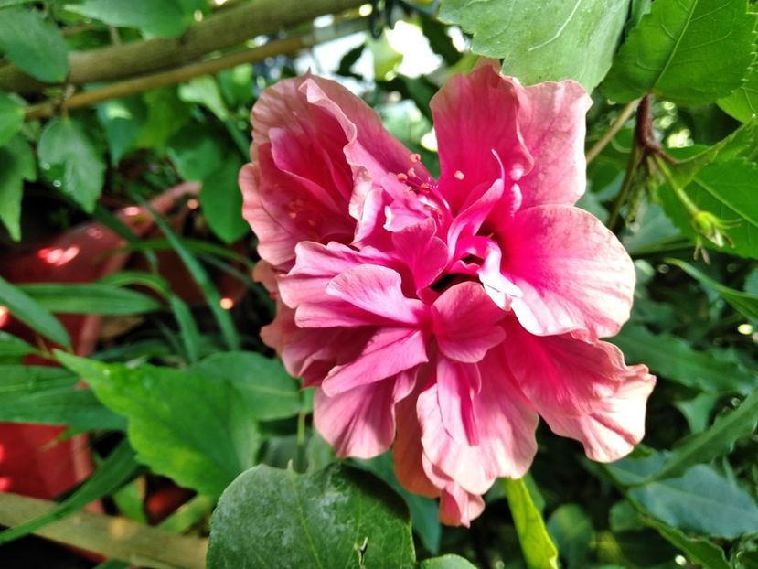 MVIMG_20240904_112445 - Flori 2024