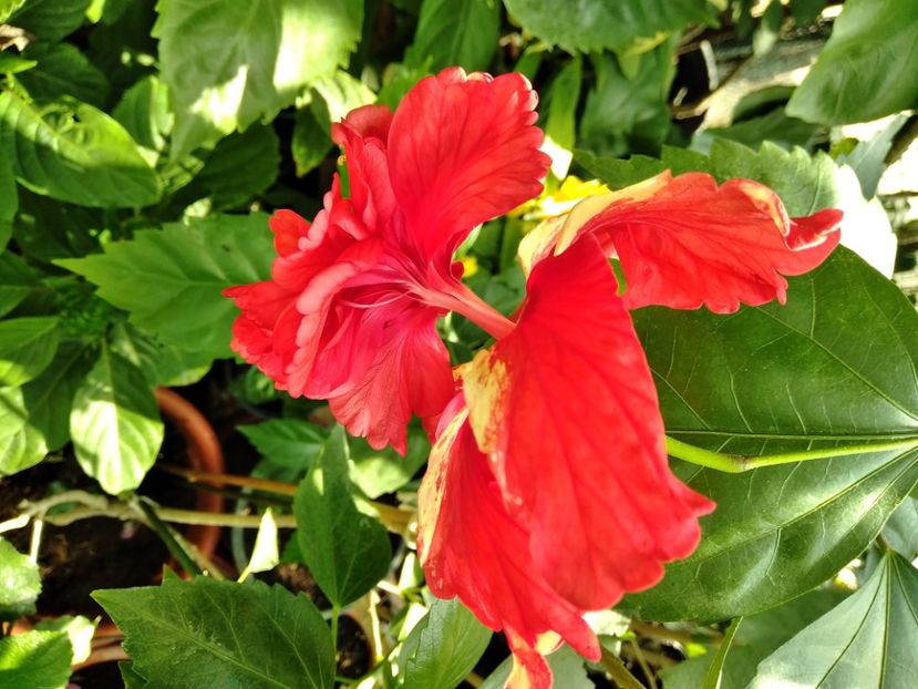 MVIMG_20240904_112226 - Flori 2024