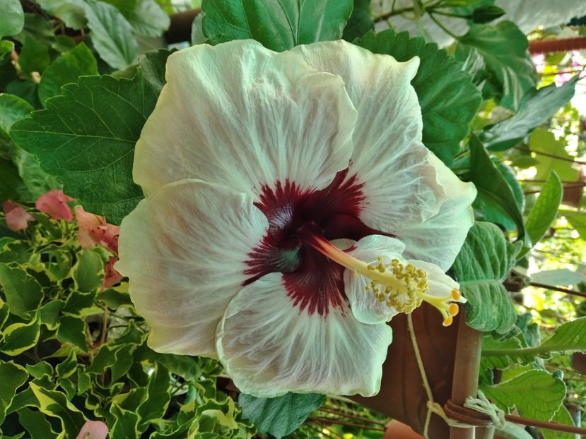 MVIMG_20240830_133045 - Flori 2024