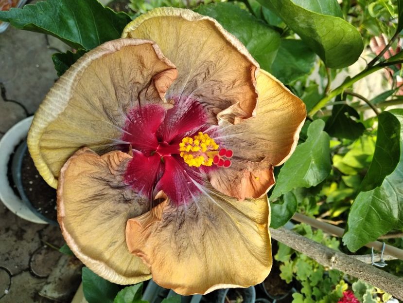 MVIMG_20240815_115959 - Flori 2024