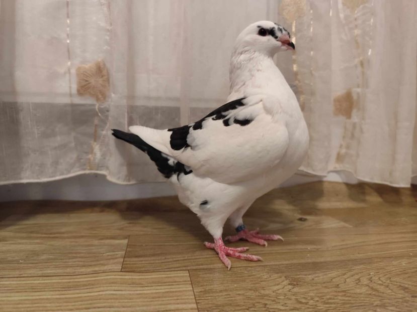 Fem 2024 - Porumbei vanduti