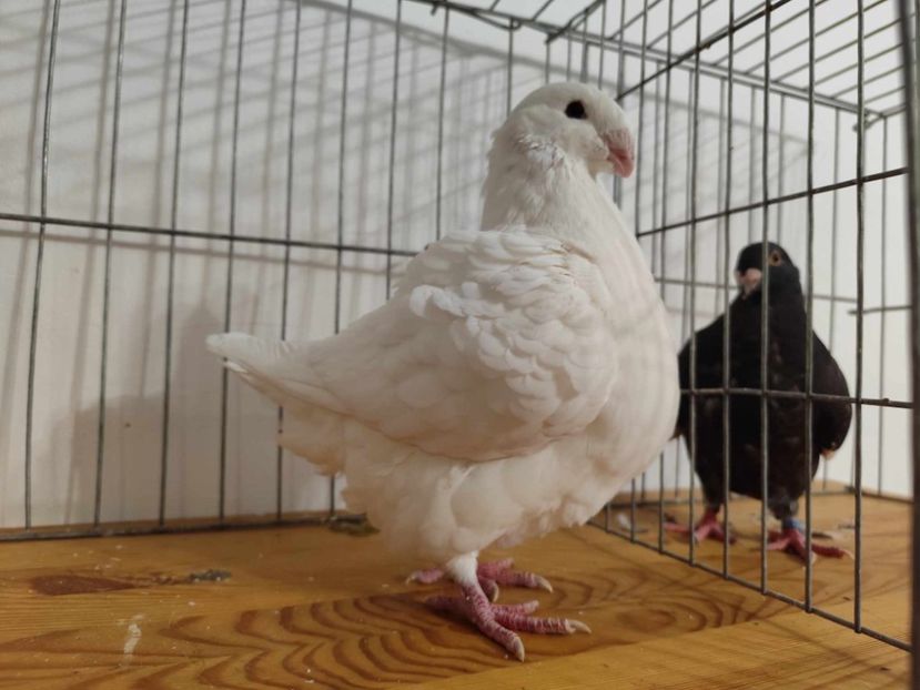 Masc 2024 - Porumbei vanduti