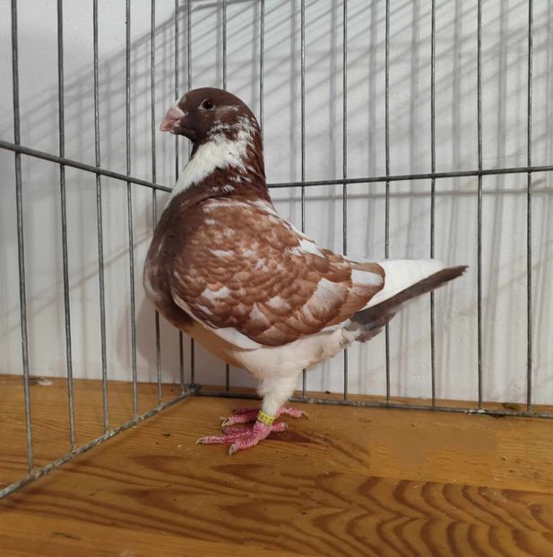 Fem 2023 - de vanzare