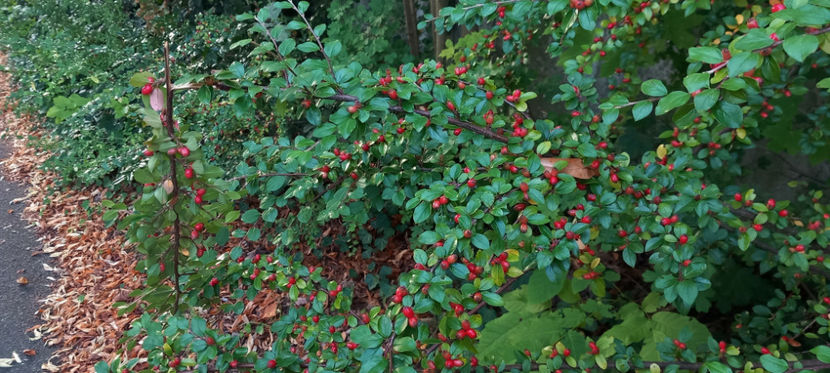  - 2024 - 03 - Toamna