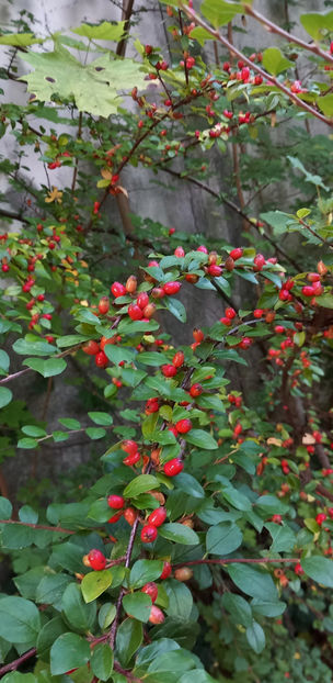  - 2024 - 03 - Toamna