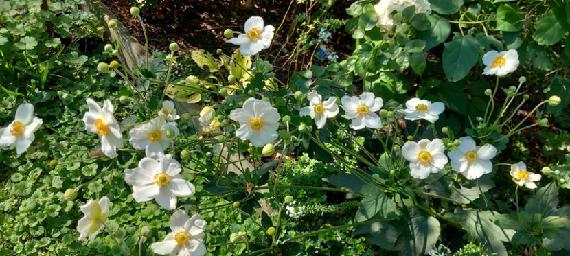  - 2024 - 03 - Toamna