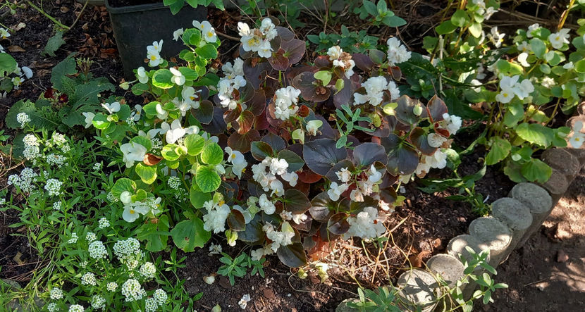  - 2024 - 03 - Toamna